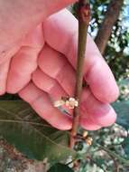 Слика од Dysoxylum oppositifolium F. Müll.