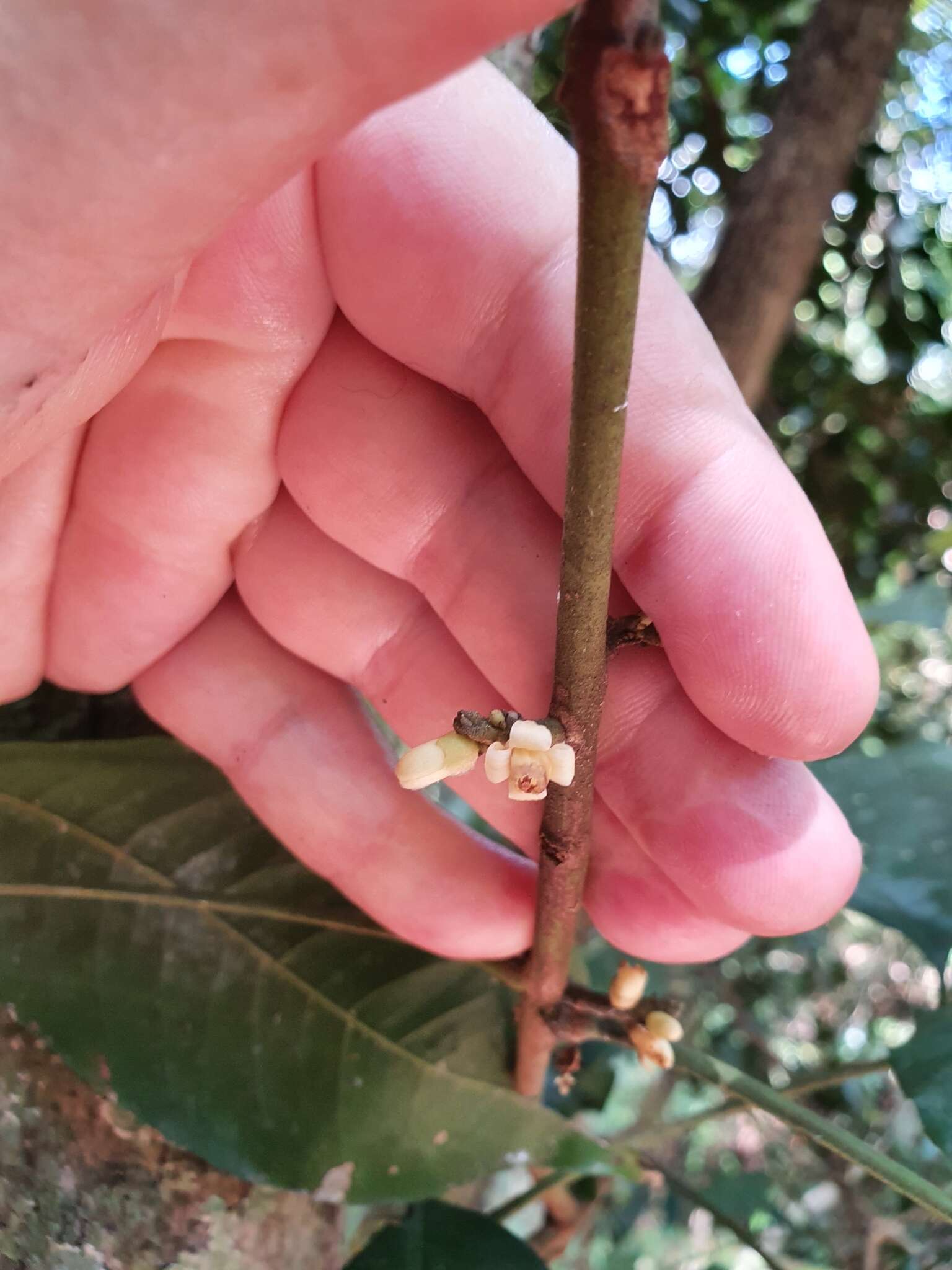 Слика од Dysoxylum oppositifolium F. Müll.