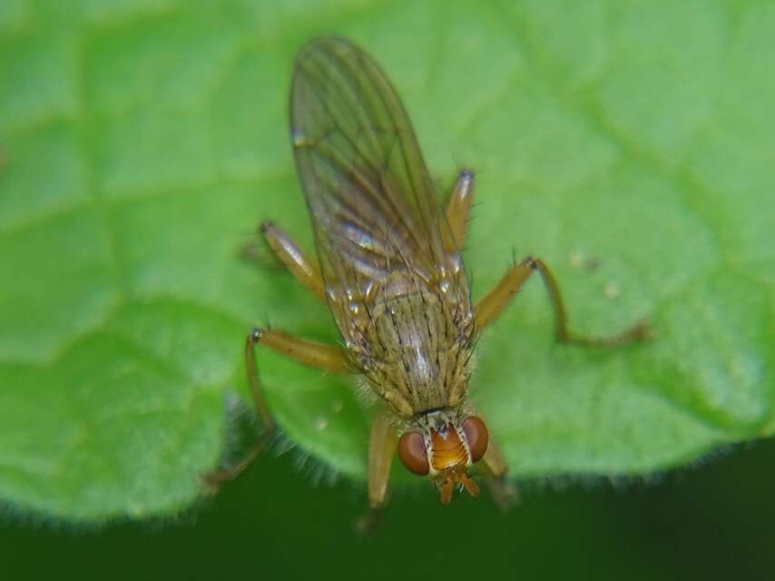 Image of Scathophaga lutaria (Fabricius 1794)