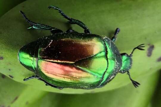 Image of Macraspis chrysis (Linnaeus 1764)