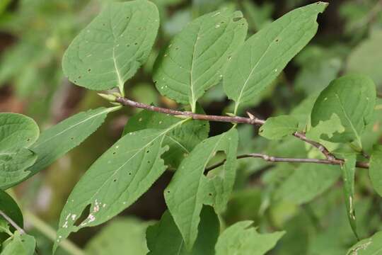 Image of large-winged spindle