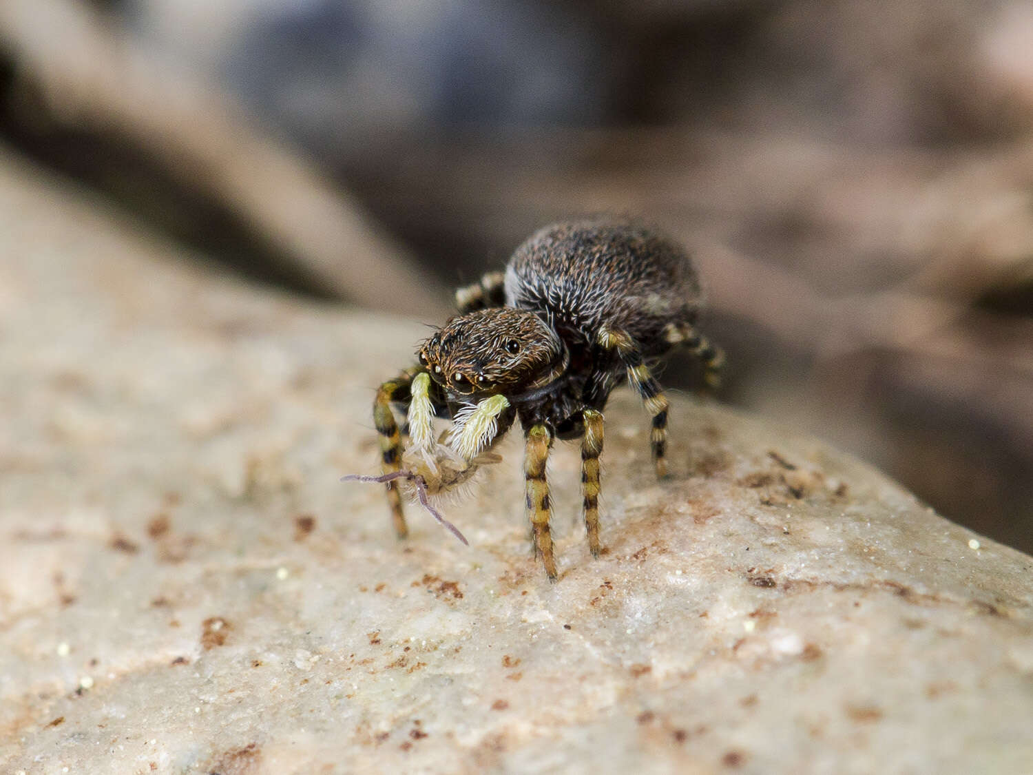 Image of Talavera petrensis (C. L. Koch 1837)