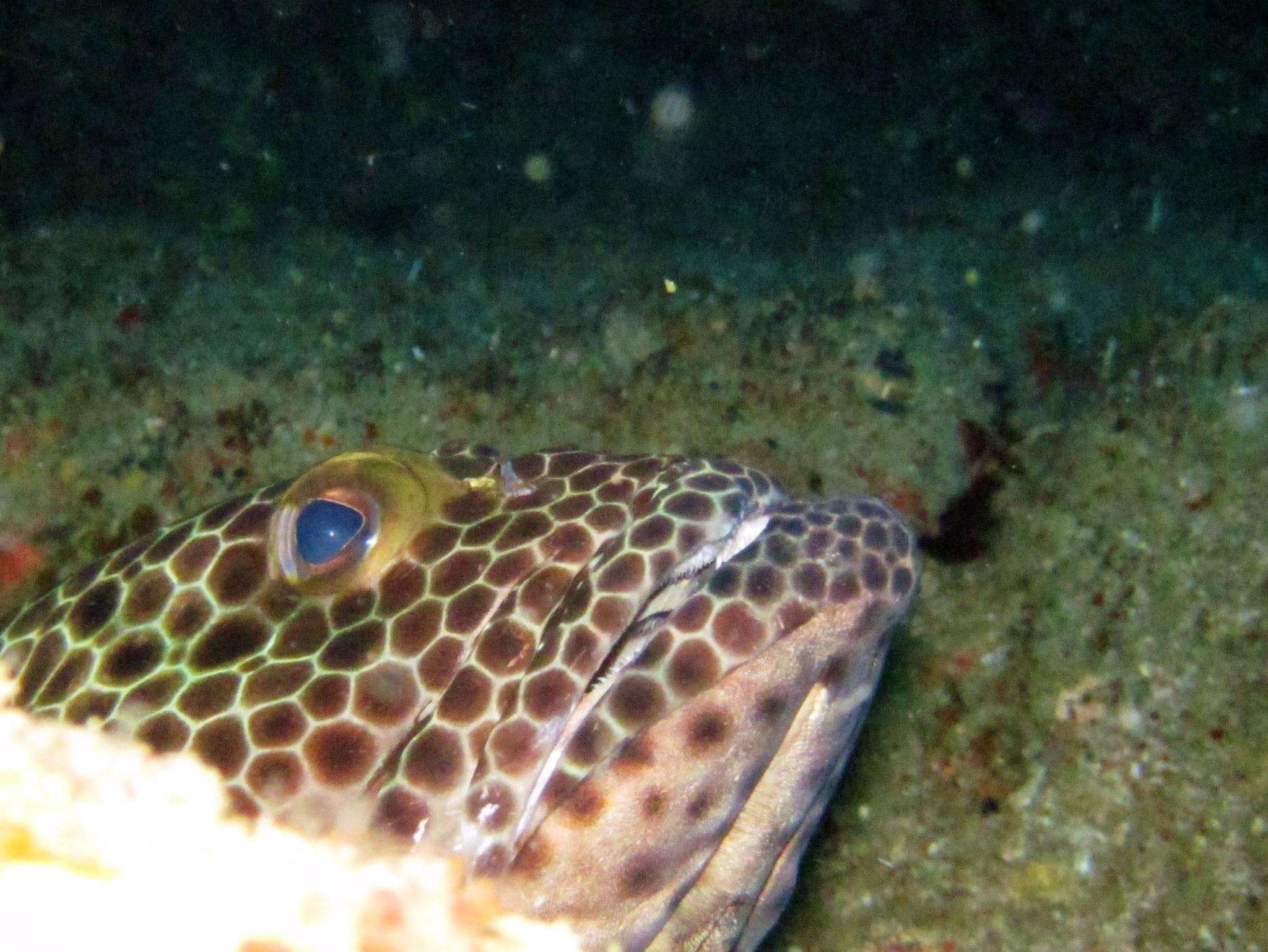 Слика од Epinephelus macrospilos (Bleeker 1855)