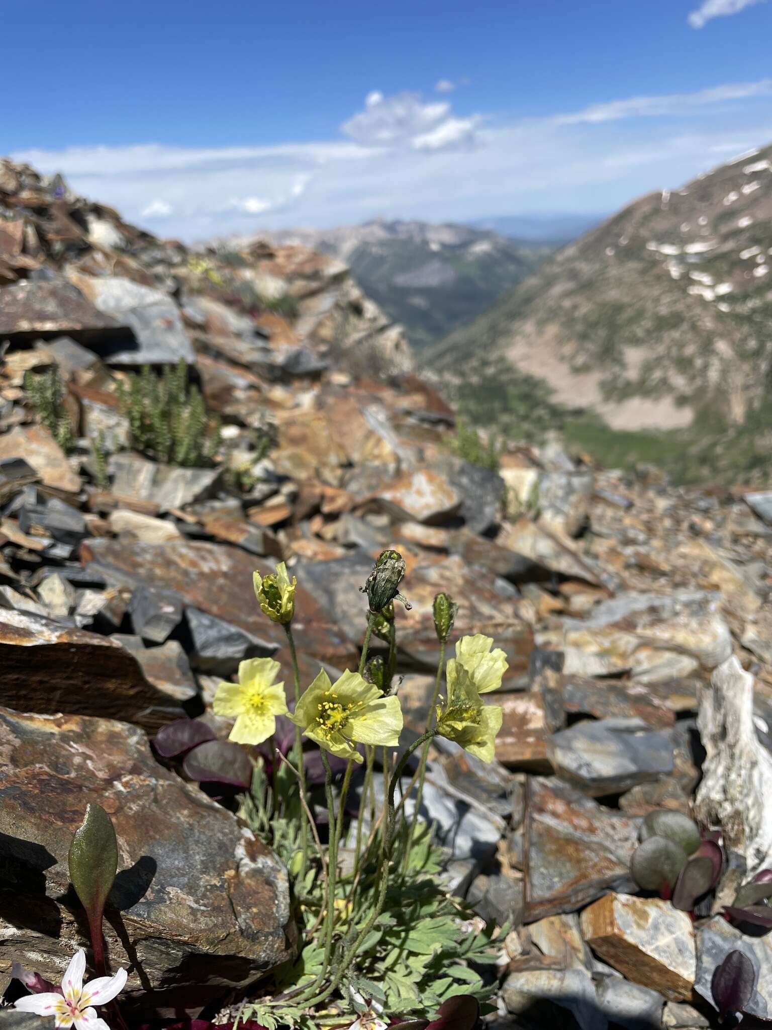 Image of Papaver radicatum subsp. kluanense