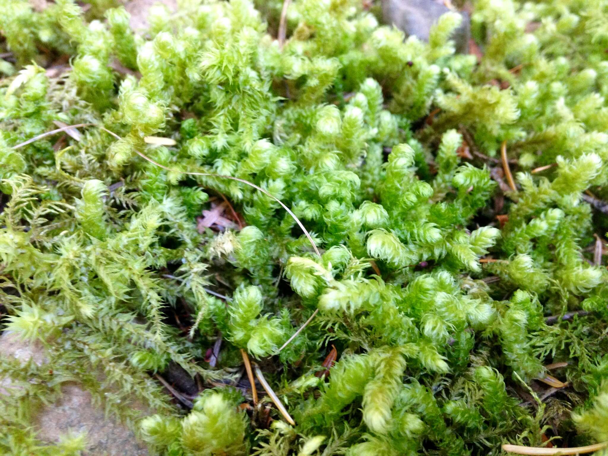 Image of robust rhytidiopsis moss