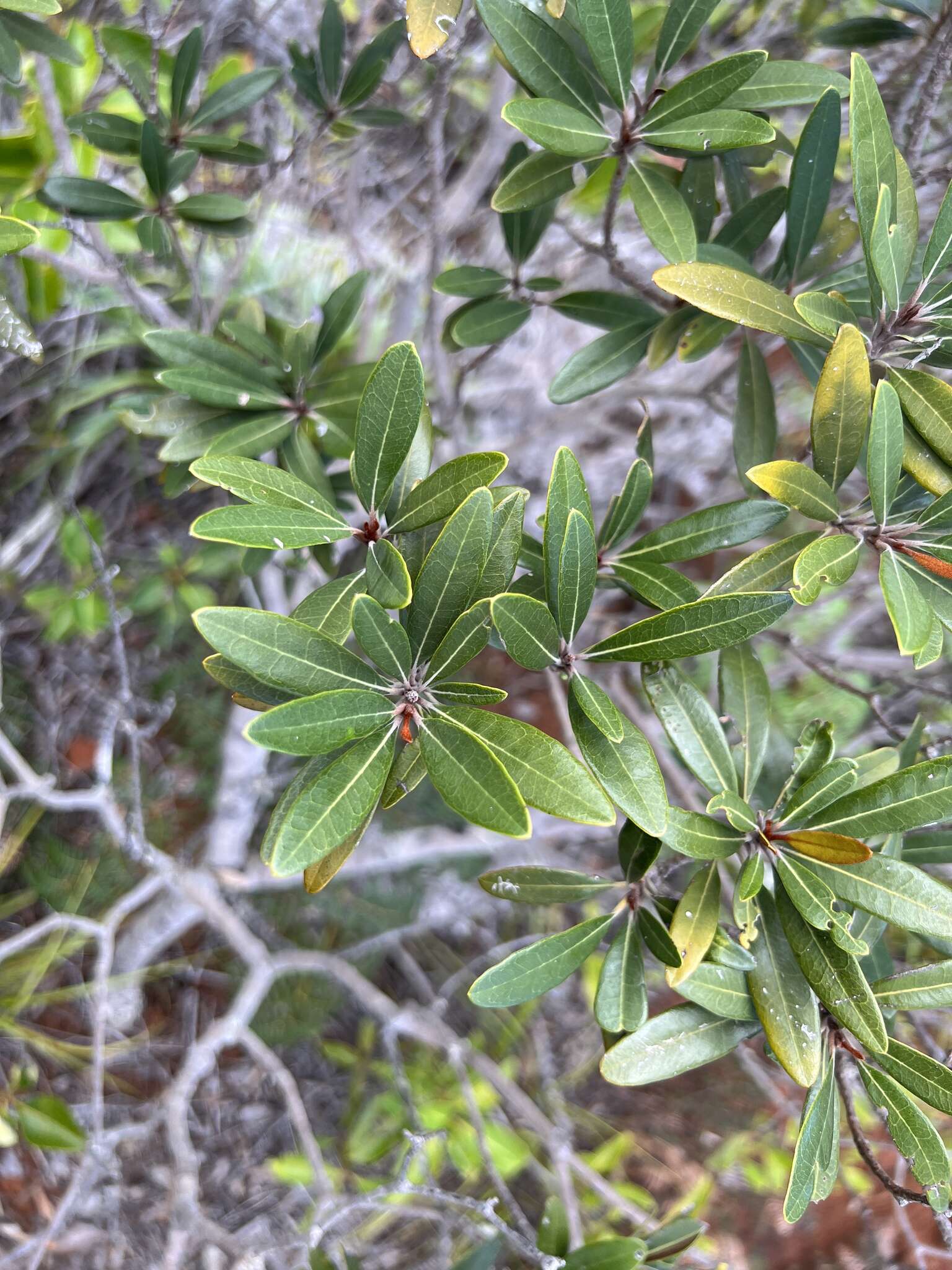 Image of Acridocarpus austrocaledonicus Baill.