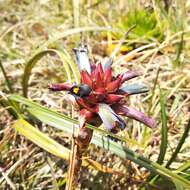 Image of Puya eryngioides André