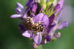 Halictus aerarius Smith 1873 resmi