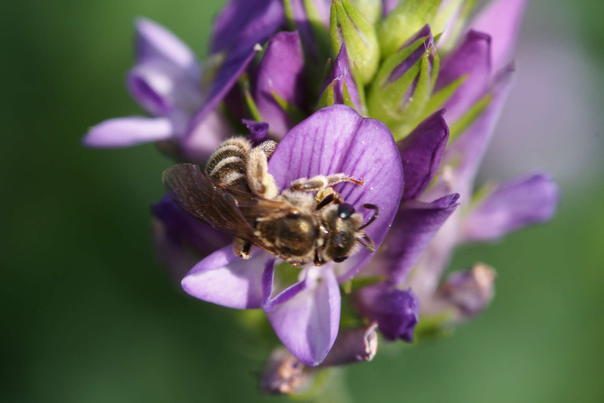 Image of Halictus aerarius Smith 1873