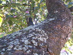 Image of Pink bauhinia