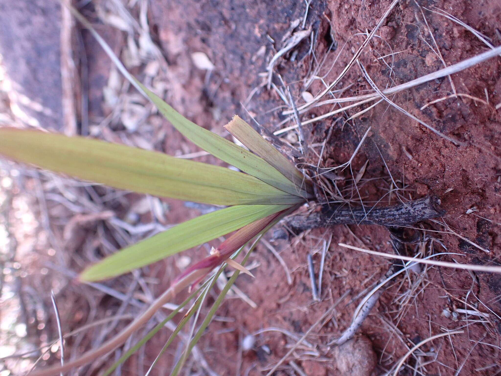 Image of Freesia andersoniae L. Bolus