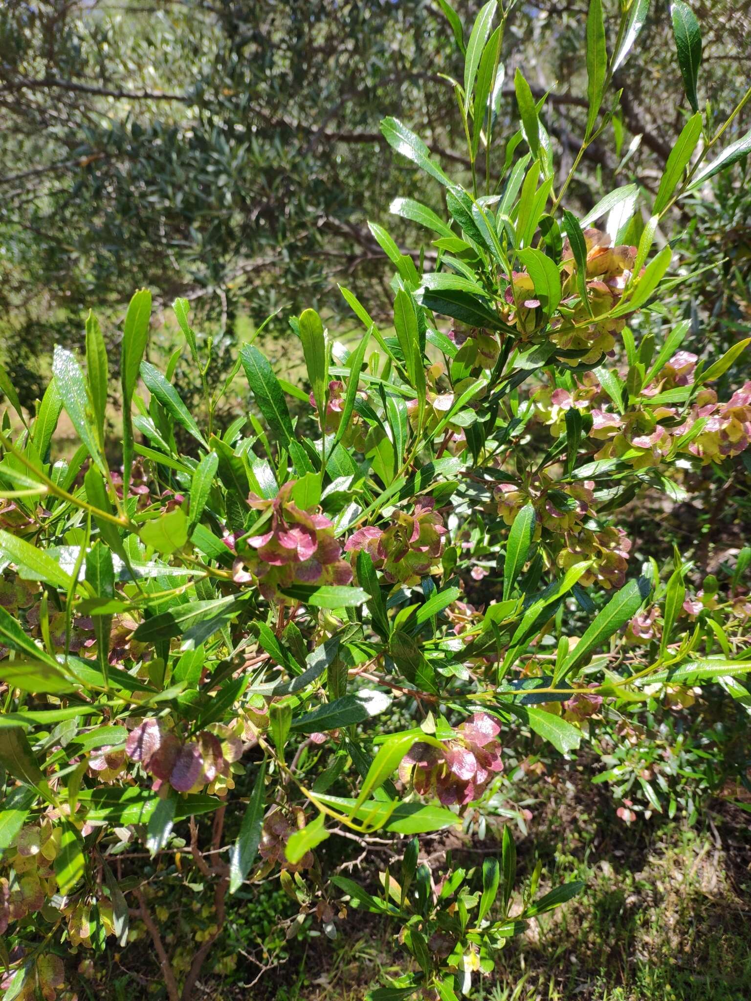 Image of Dodonaea viscosa subsp. viscosa