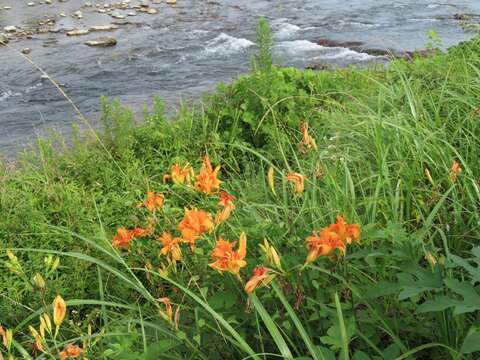 Image of Hemerocallis fulva var. fulva