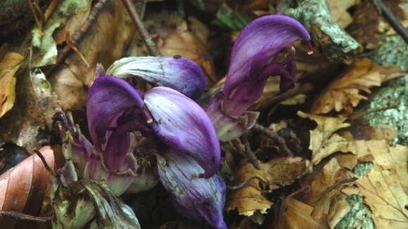 Image of Lathraea clandestina L.