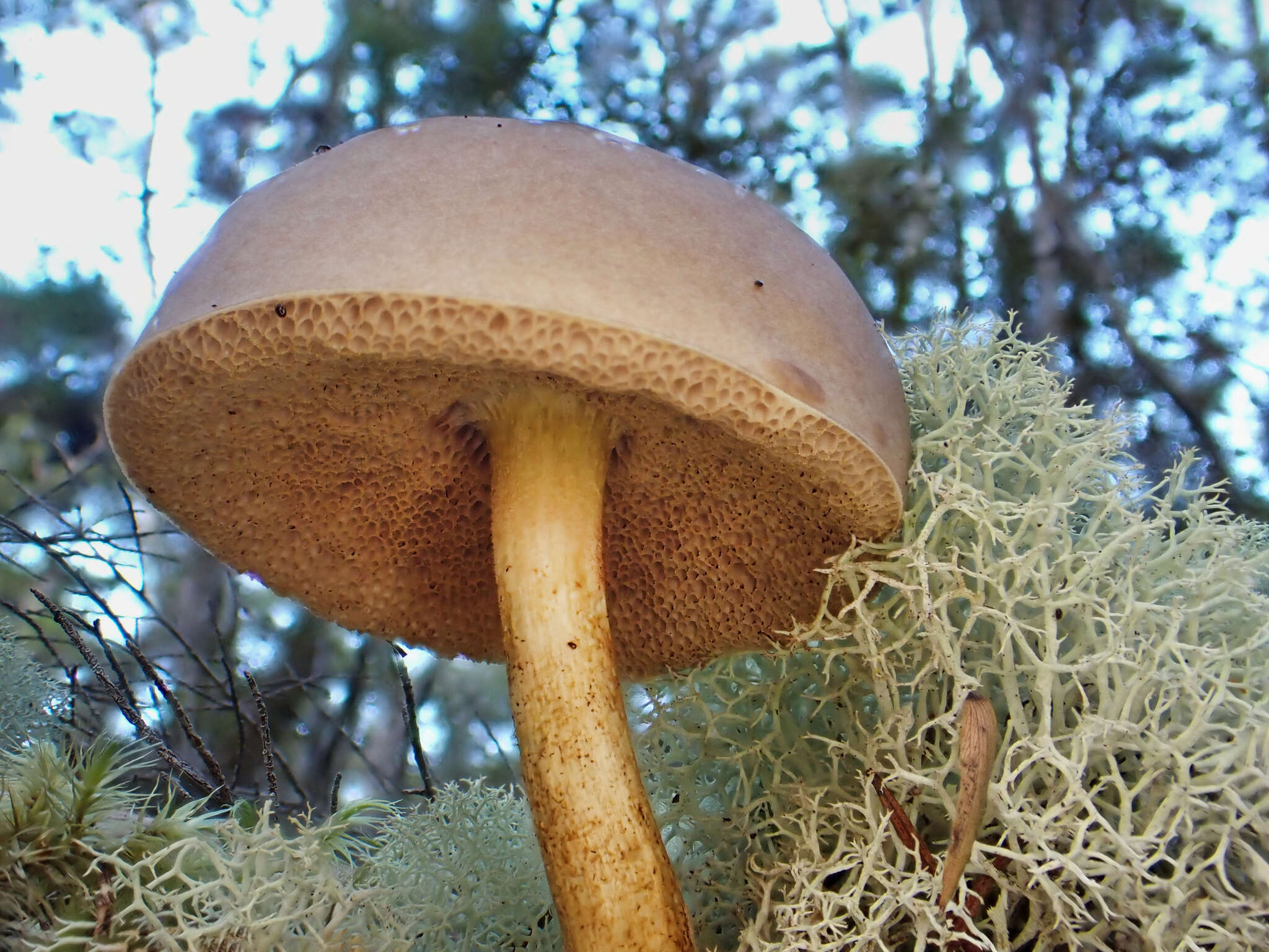 Image of Fistulinella viscida (McNabb) Singer 1978