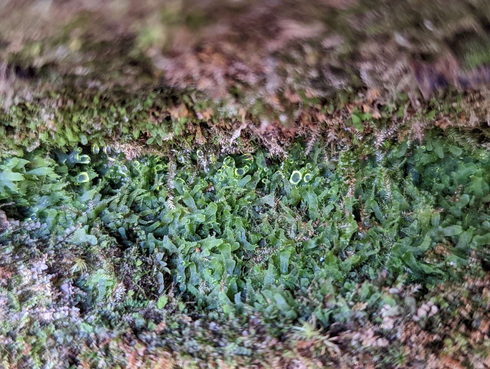 Image of Appalachian shoestring fern