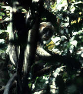 Plancia ëd Procolobus Rochebrune 1877