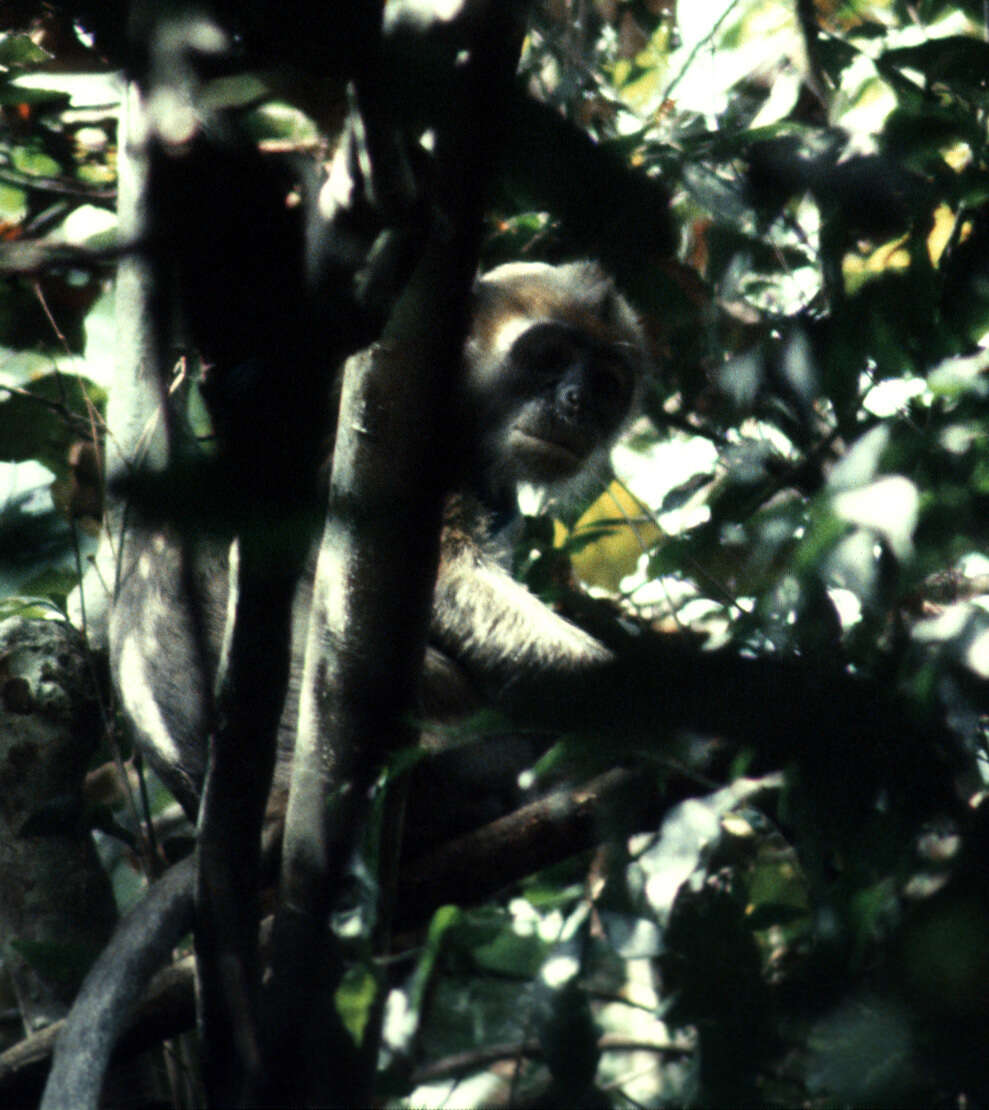 Plancia ëd Procolobus Rochebrune 1877