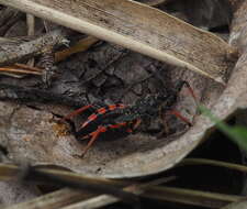 Plancia ëd Rhynocoris annulatus (Linnaeus 1758)