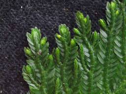 Image of Selaginella anceps (C. Presl) C. Presl