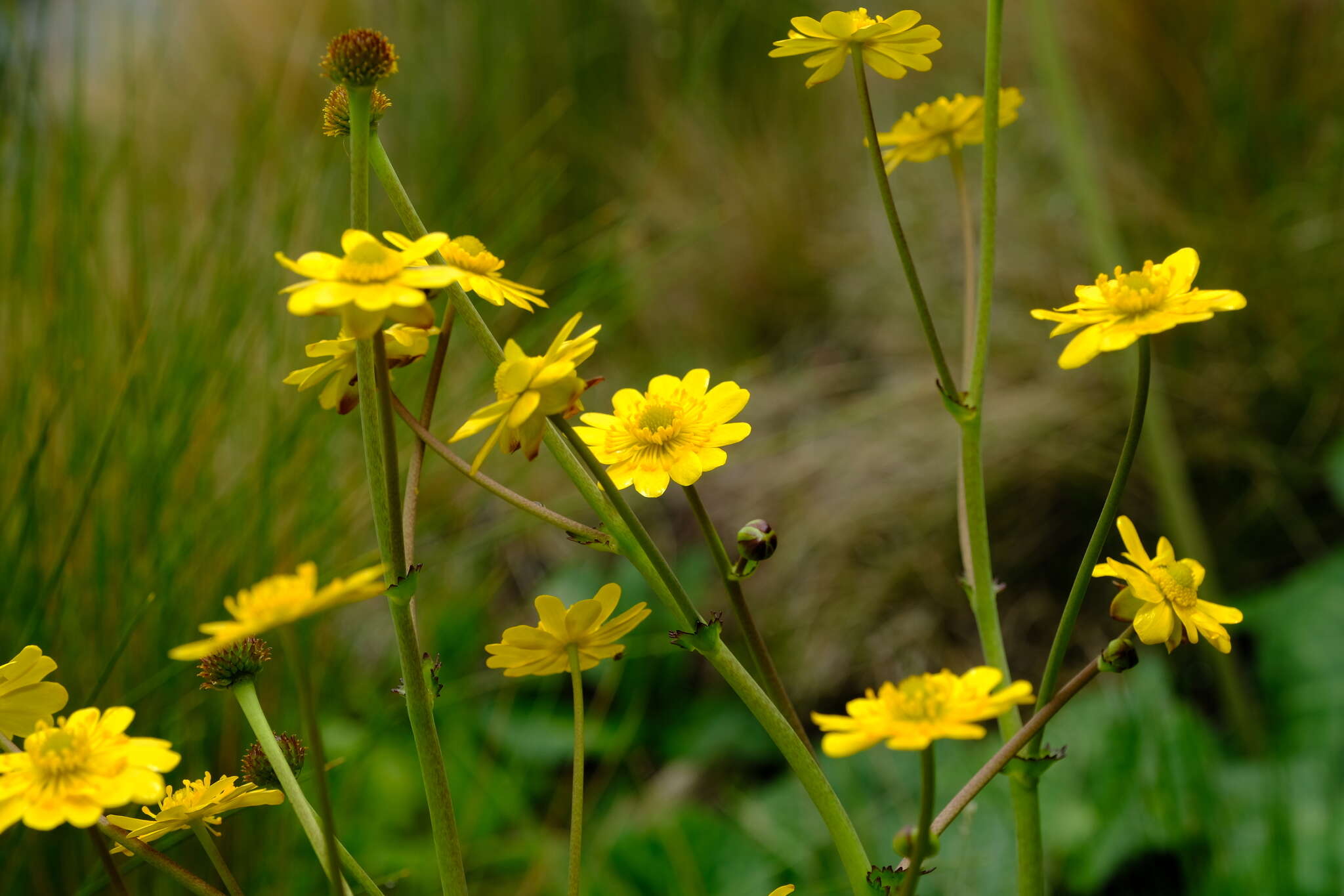 Image of Drakensberg Buttercup