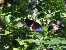 Image of Euploea midamus Linnaeus 1758