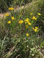 Image of Maryland goldenaster