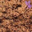 Image of Moraea herrei (L. Bolus) Goldblatt