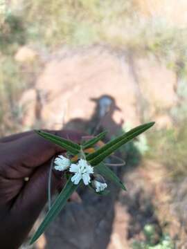 Image of Aspidoglossum albocoronatum Bester & Nicholas