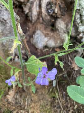 Imagem de Hesperis steveniana DC.