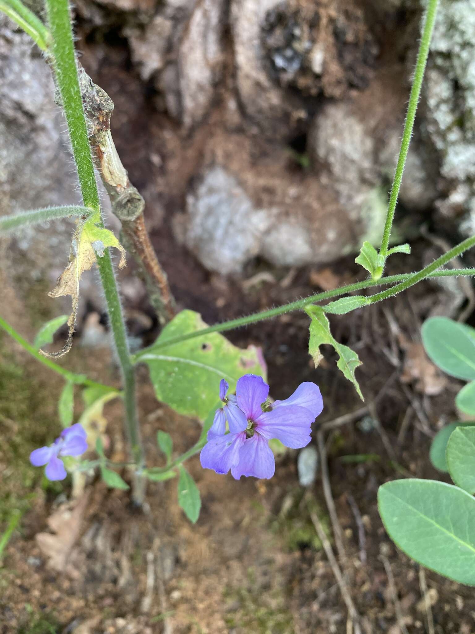 Слика од Hesperis steveniana DC.