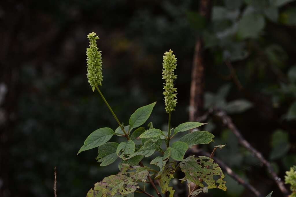 Image of Catoferia chiapensis A. Gray ex Benth.