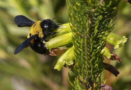 Plancia ëd Xylocopa watmoughi Eardley 1983