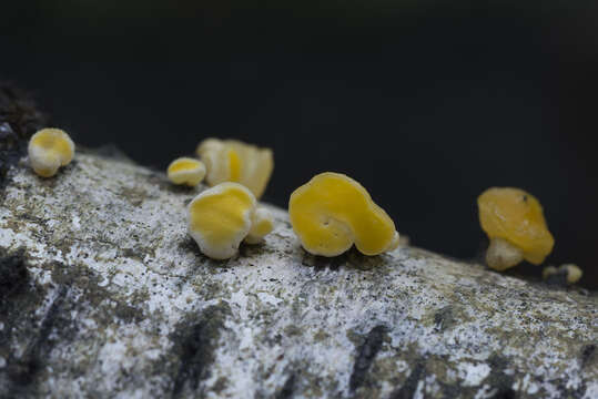 Image of Ditiola peziziformis (Lév.) D. A. Reid 1974