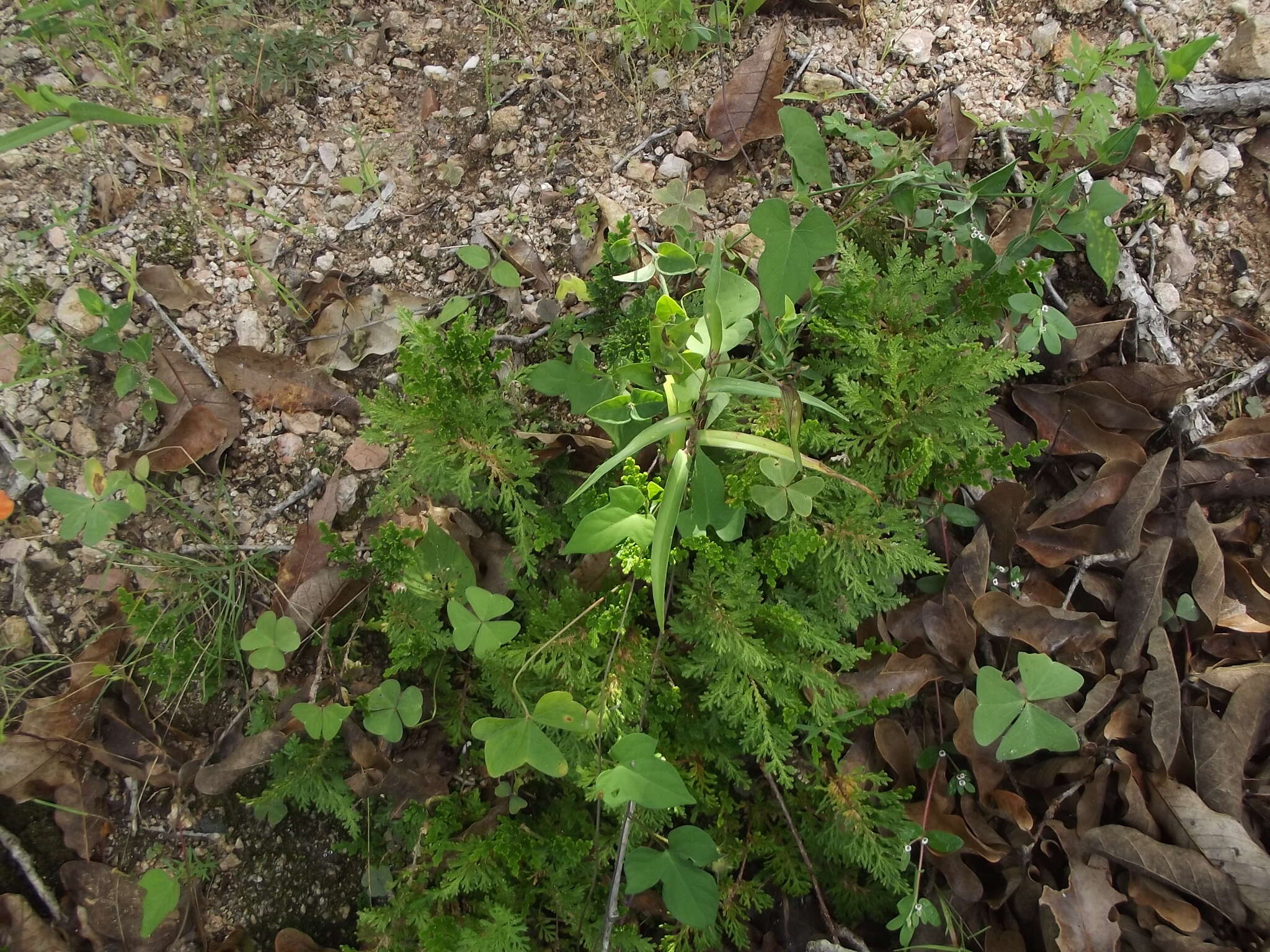 Image of Selaginella pallescens (C. Presl) Spring