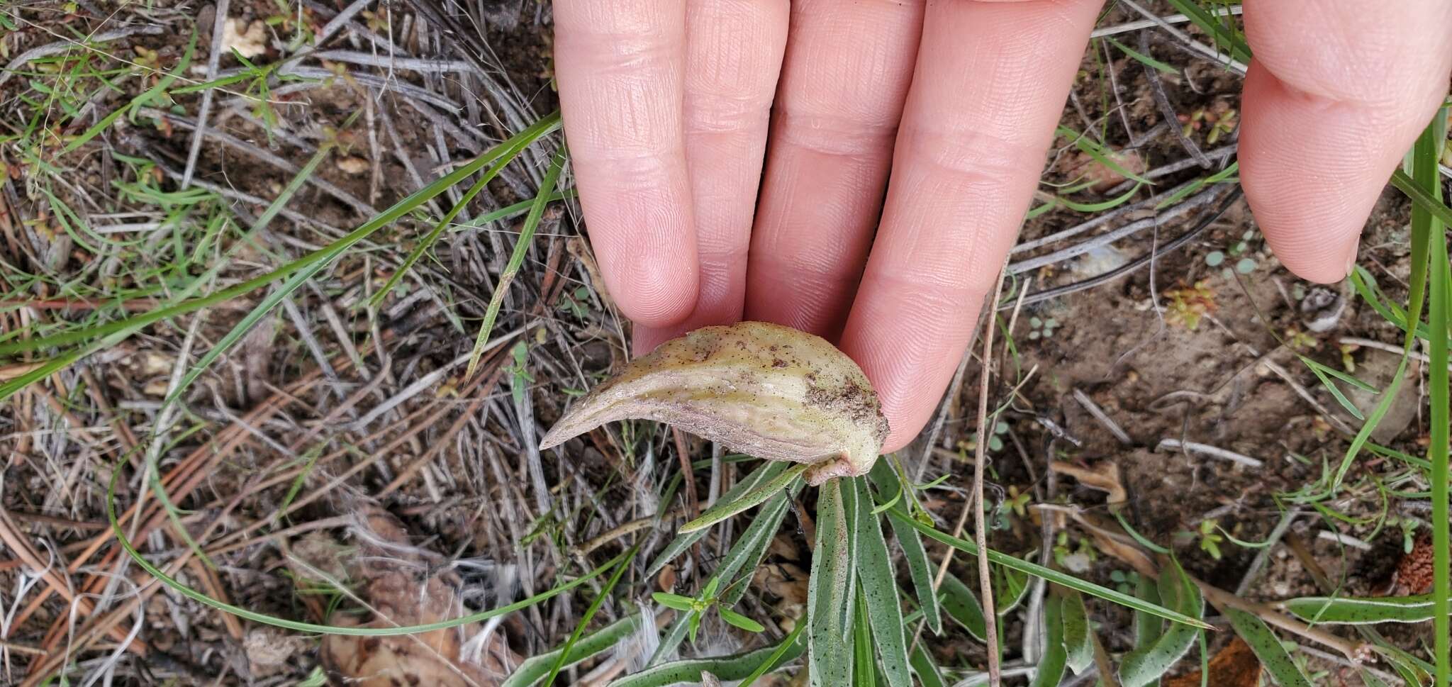 Image of dwarf milkweed