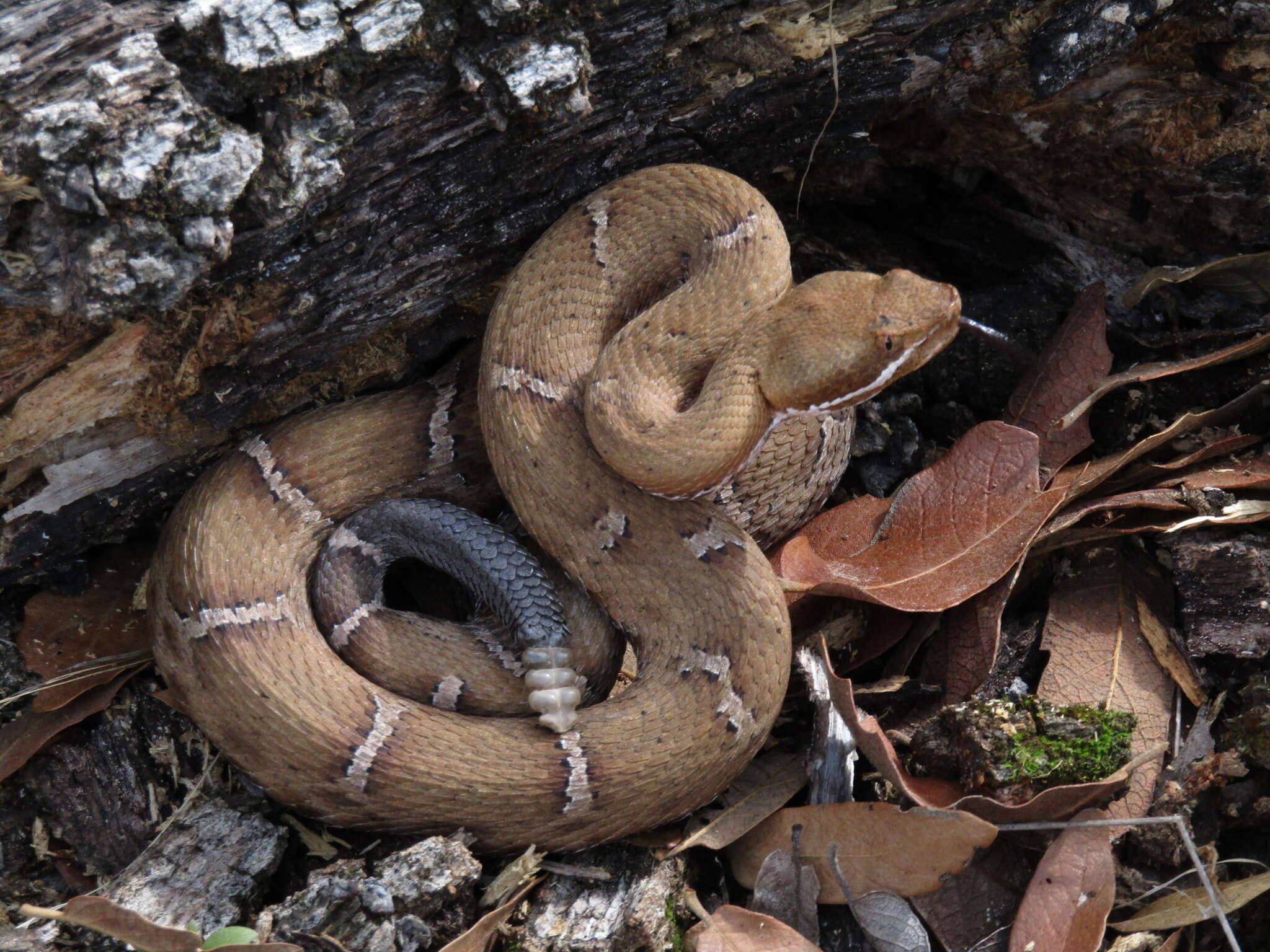 Image of Crotalus willardi silus Klauber 1949