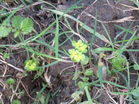 Plancia ëd Chrysosplenium oppositifolium L.