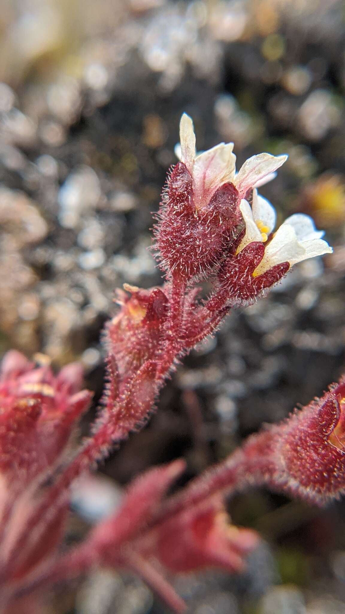 Imagem de Saxifraga adscendens subsp. oregonensis (Raf.) Bacig.