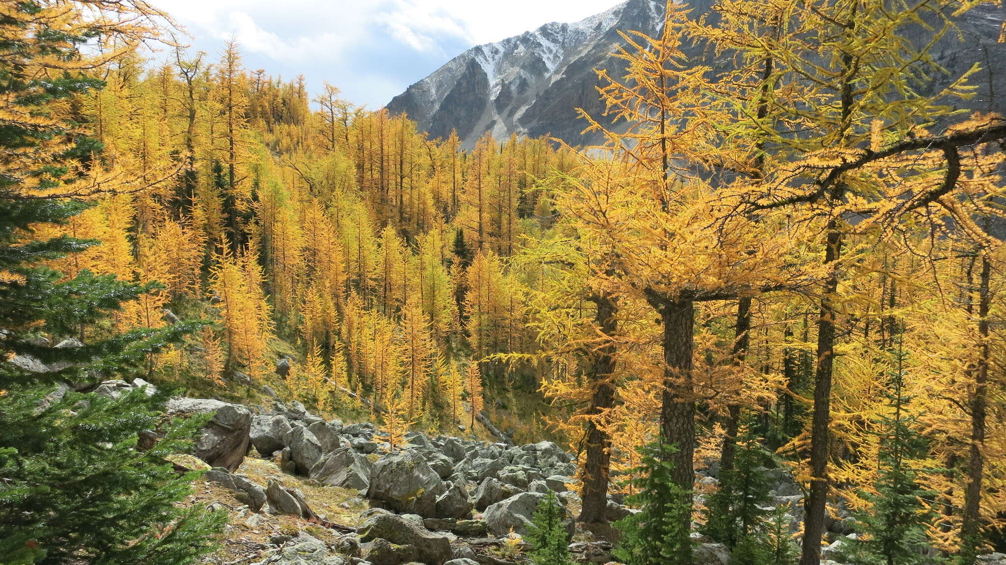 Image of Alpine Larch