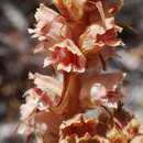 Image de Orobanche austrohispanica M. J. Y. Foley