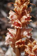 Image de Orobanche austrohispanica M. J. Y. Foley