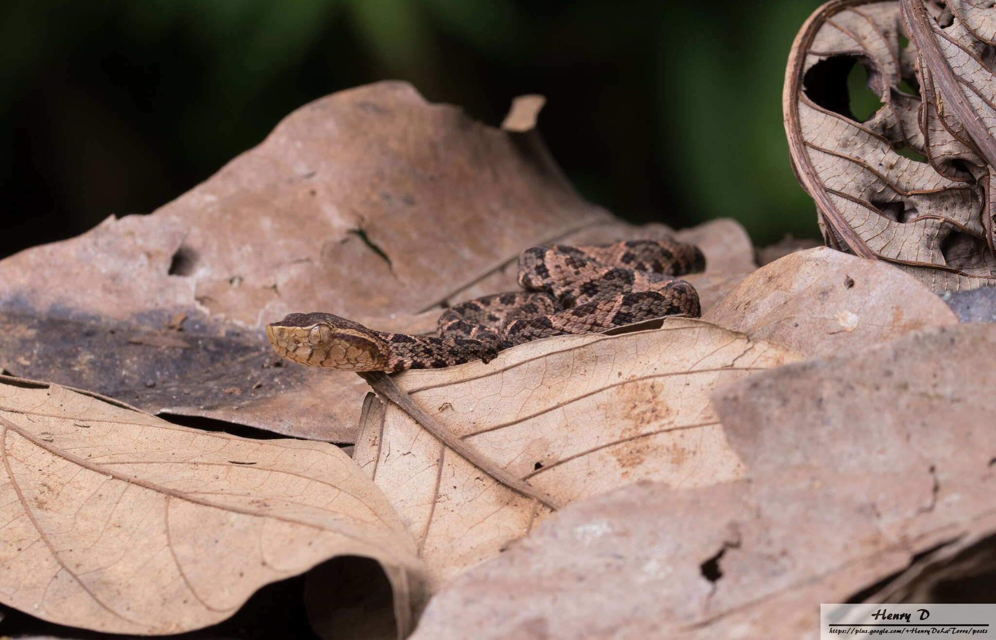 Plancia ëd Bothrops asper (Garman 1883)