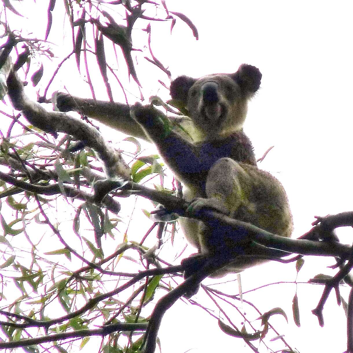 Image of koalas