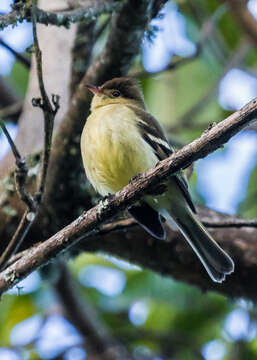 Image de Elaenia pallatangae pallatangae Sclater & PL 1862