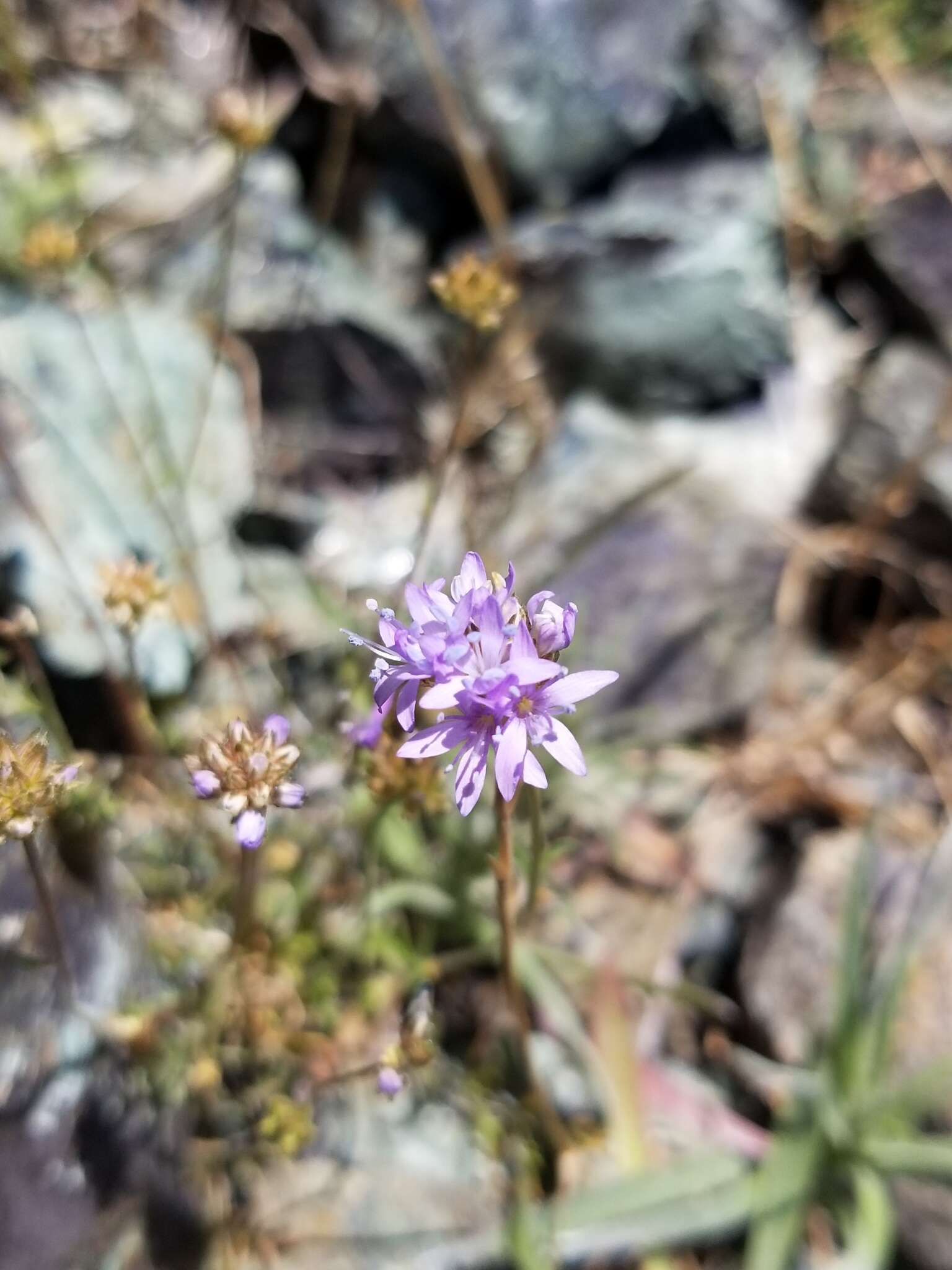 Image of bluehead gilia