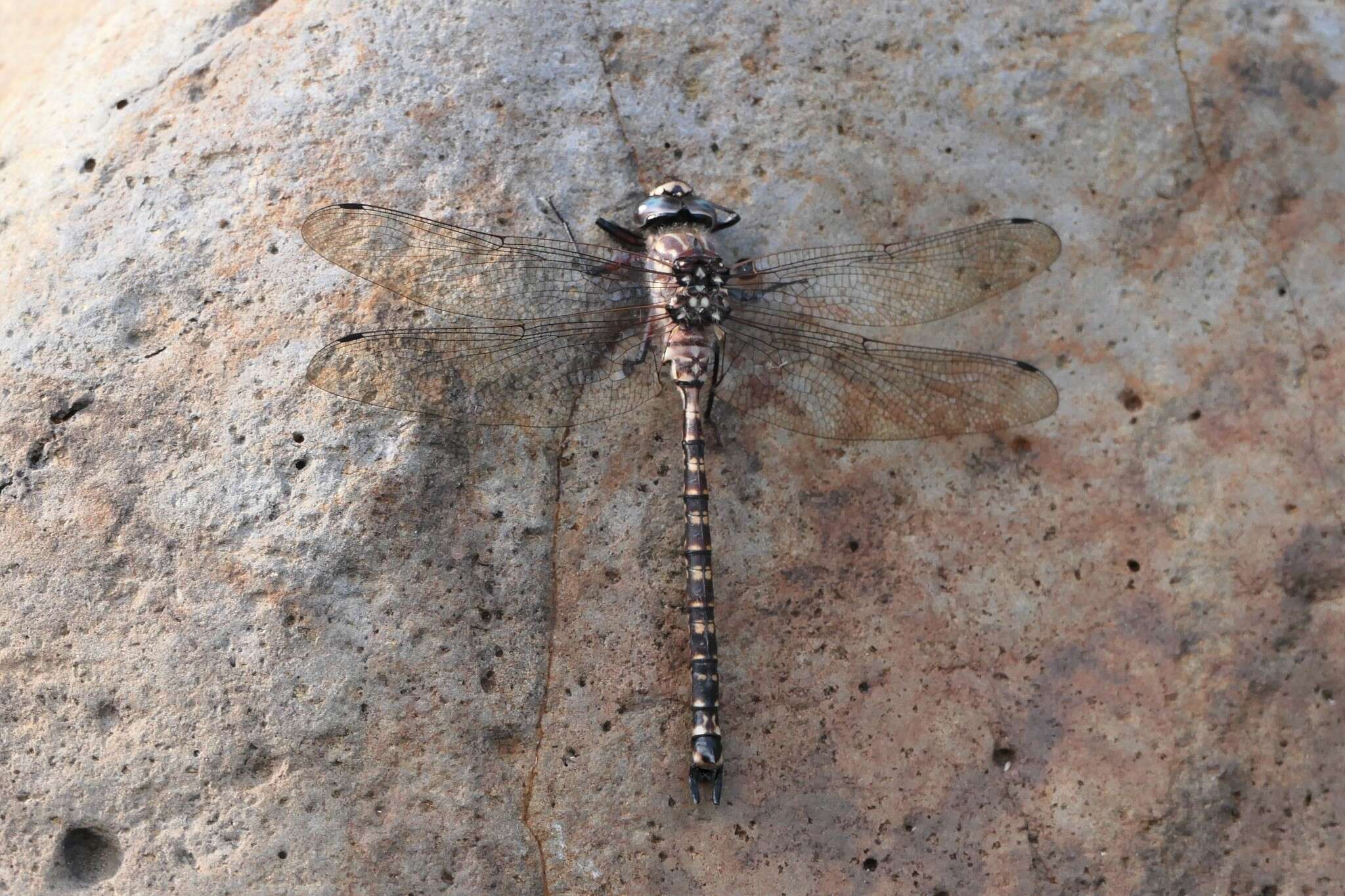 Image of Tasmanian Darner