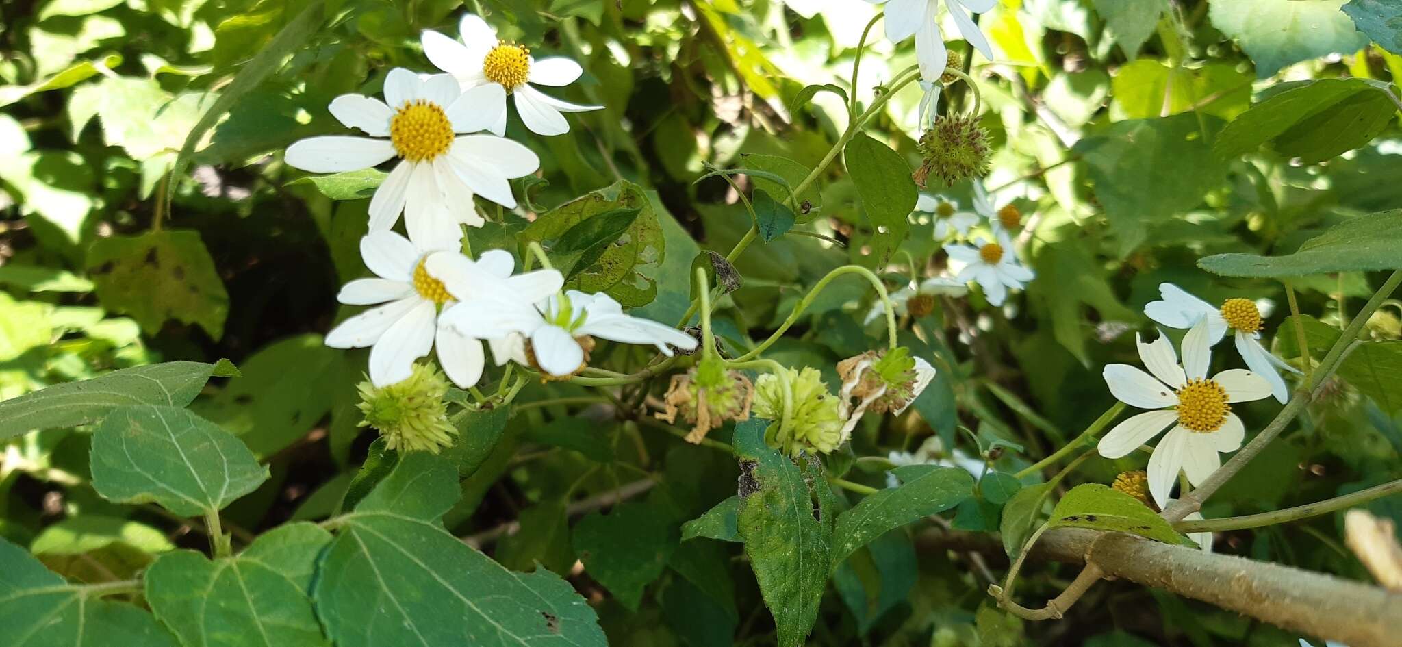 Image of Montanoa atriplicifolia (Pers.) Sch. Bip.