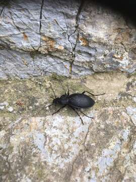 Image of Carabus (Procrustes) coriaceus cerisyi (Dejean 1826)