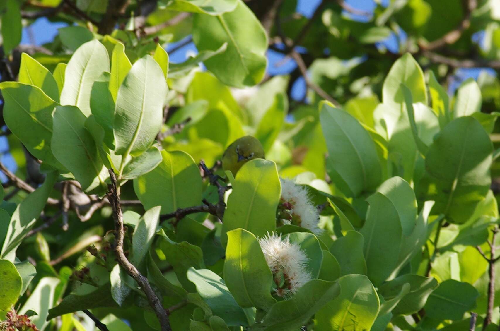 Image of Southern Yellow White-eye